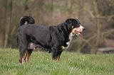 BOUVIER D'APPENZELL 093